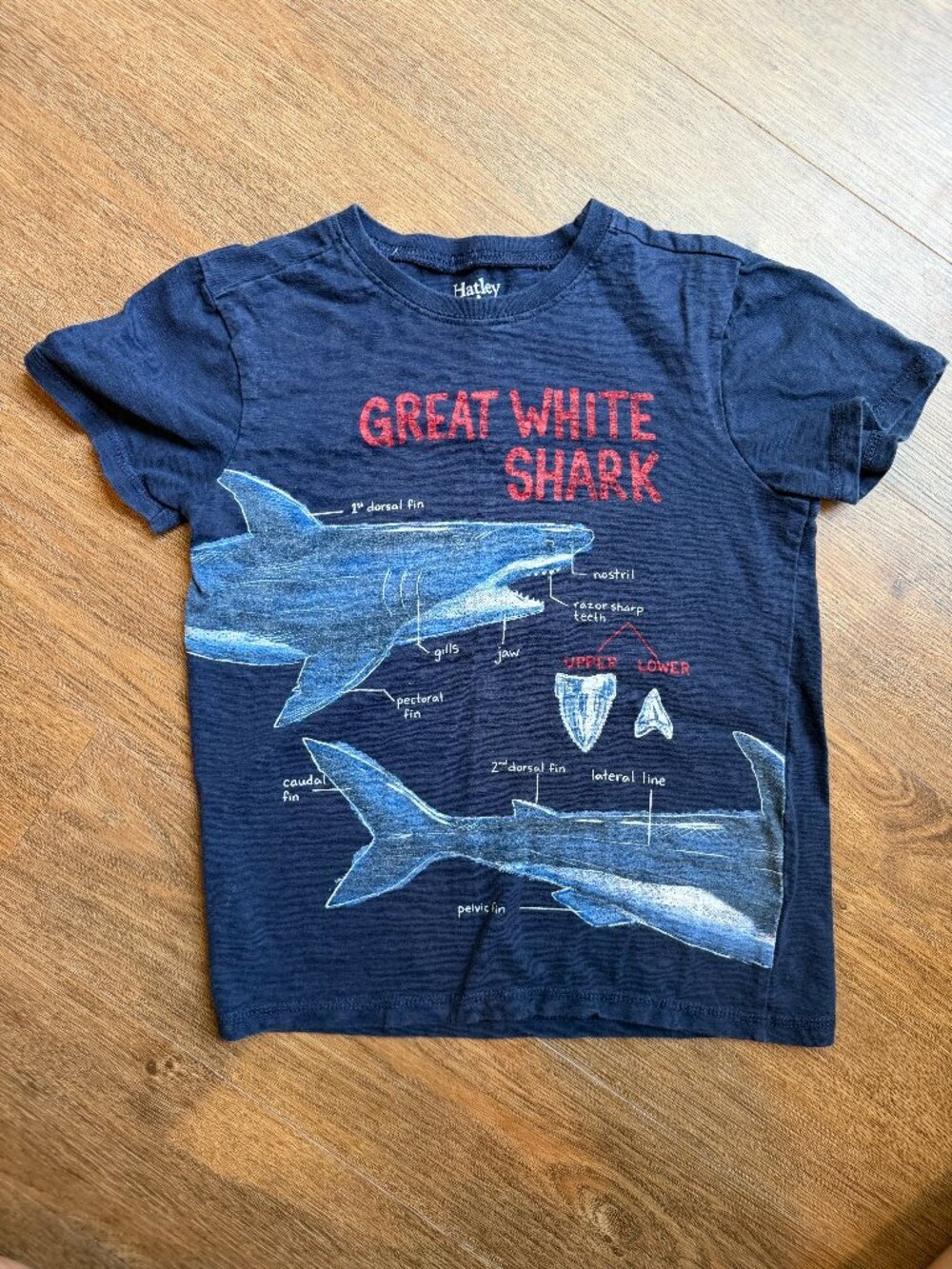 Boys Hatley Graphic Tee - Great White Shark, Size: